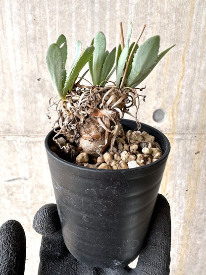 【現品限り】オトンナ・レピドカウリス【L15】 Othonna lepidocaulis
