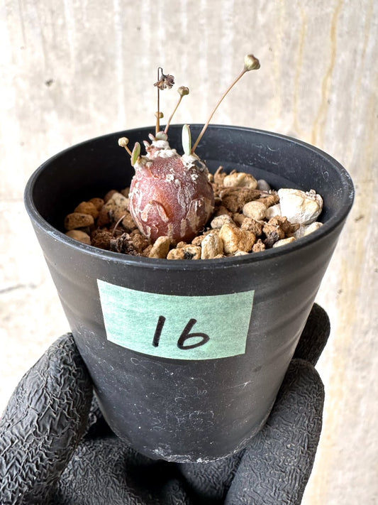 【現品限り】オトンナ・カカリオイデス ピグマエア【L16】 Othnna cacalioides pygmaea