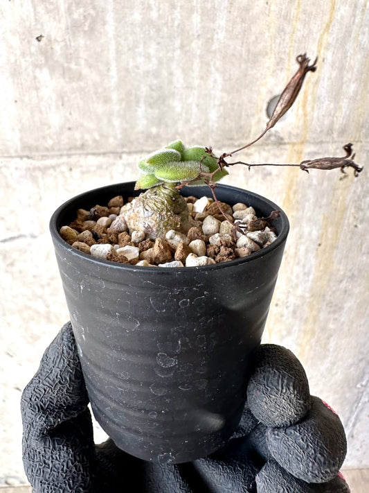 【現品限り】チレコドン・ノルティ【L1】 Tylecodon nolteei