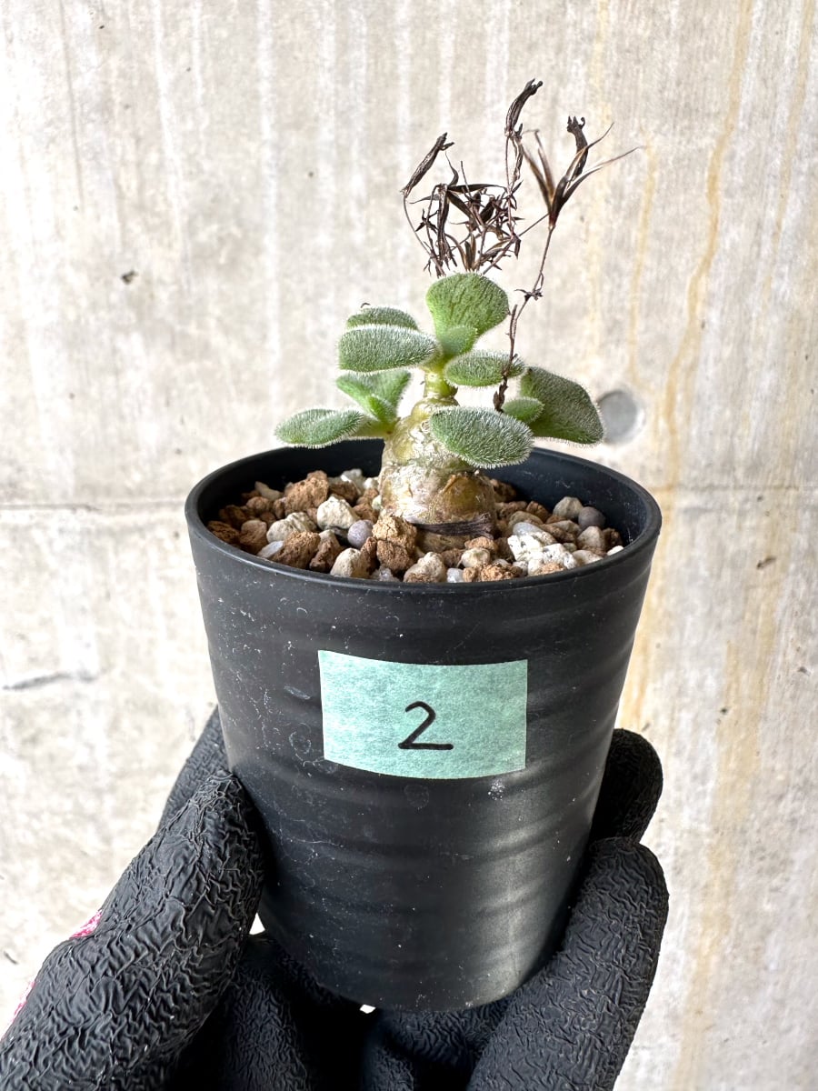 【現品限り】チレコドン・ノルティ【L2】 Tylecodon nolteei