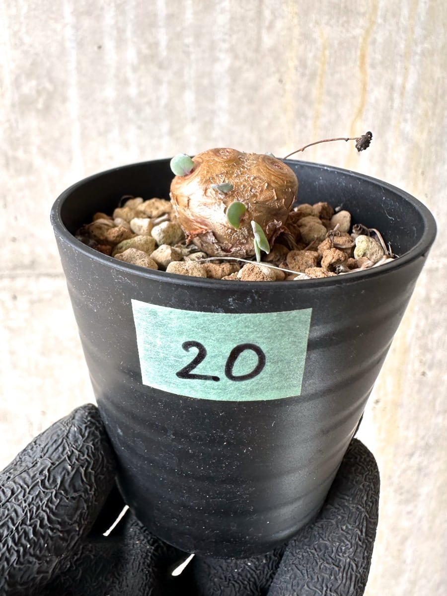 【現品限り】オトンナ・カカリオイデス【L20】 Othonna cacalioides