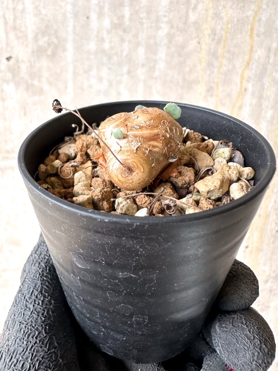 【現品限り】オトンナ・カカリオイデス【L20】 Othonna cacalioides