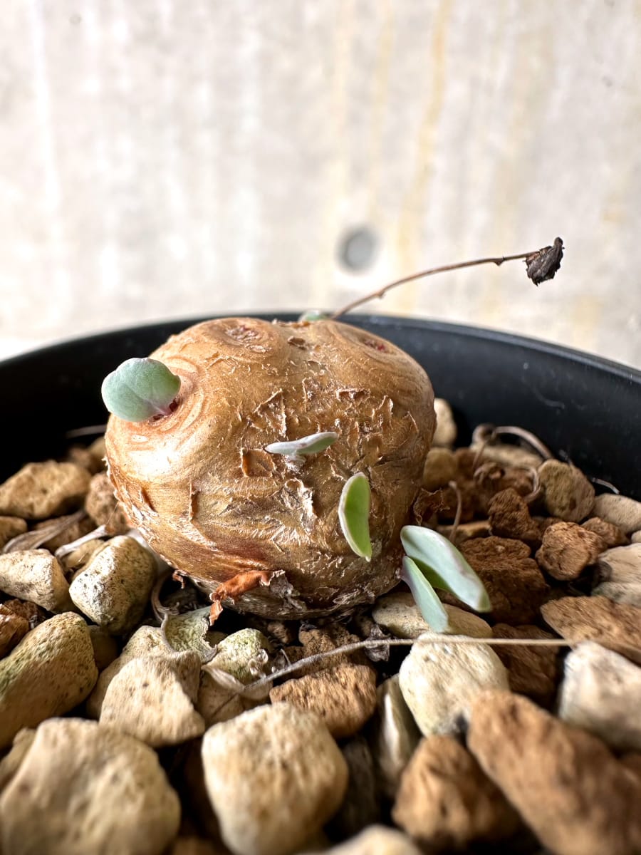 【現品限り】オトンナ・カカリオイデス【L20】 Othonna cacalioides