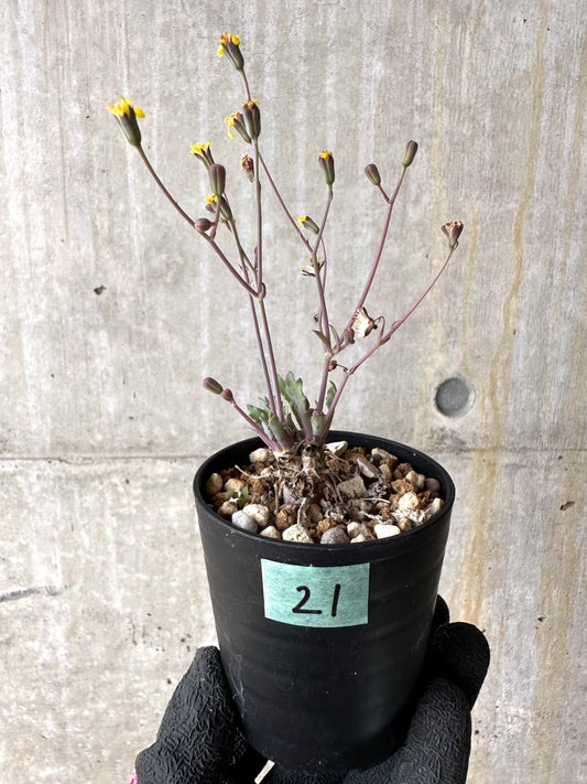【現品限り】オトンナ ステインコフ【L21】 Othonna sp Steinkopf