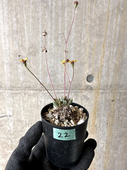 【現品限り】オトンナ ステインコフ【L22】 Othonna sp Steinkopf