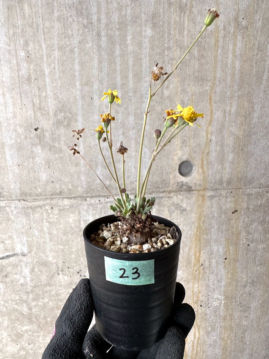 【現品限り】オトンナ ステインコフ【L23】 Othonna sp Steinkopf