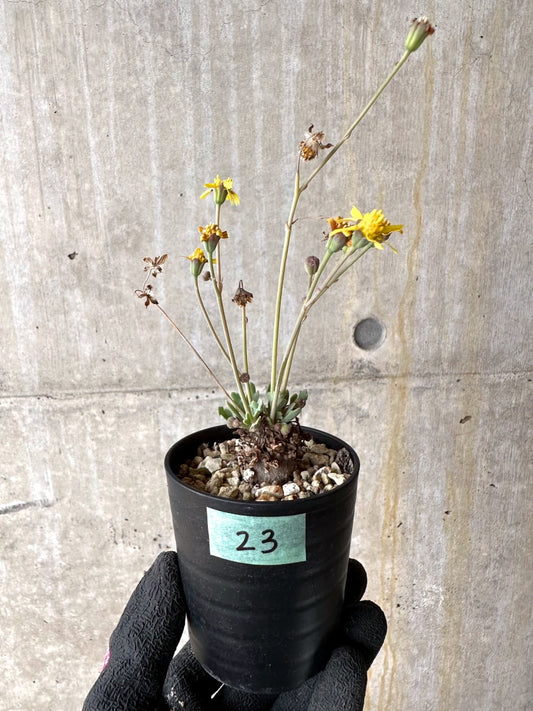 【現品限り】オトンナ ステインコフ【L23】 Othonna sp Steinkopf