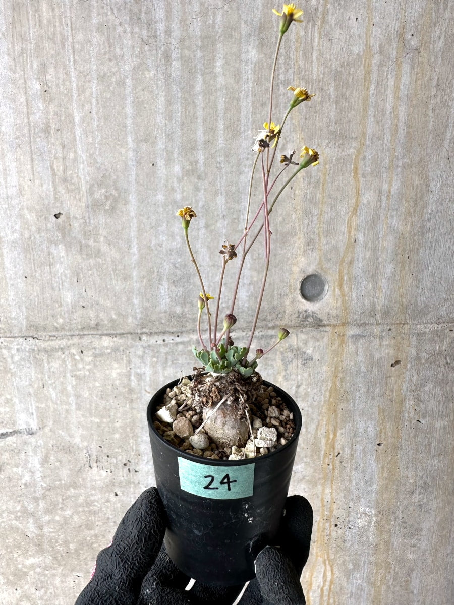 【現品限り】オトンナ ステインコフ【L24】 Othonna sp Steinkopf