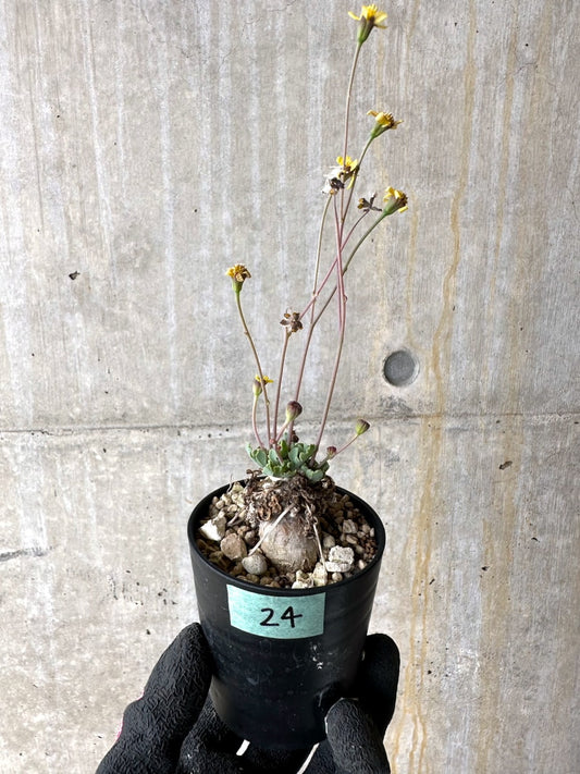 【現品限り】オトンナ ステインコフ【L24】 Othonna sp Steinkopf