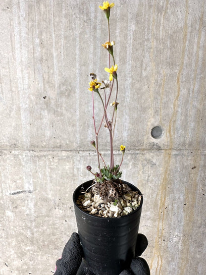 【現品限り】オトンナ ステインコフ【L24】 Othonna sp Steinkopf