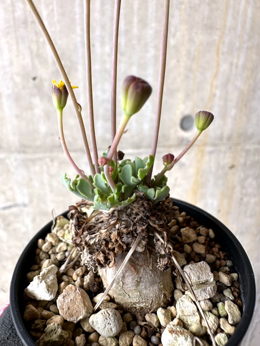 【現品限り】オトンナ ステインコフ【L24】 Othonna sp Steinkopf