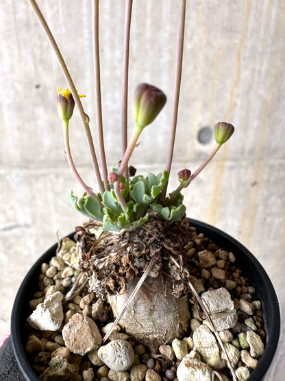 【現品限り】オトンナ ステインコフ【L24】 Othonna sp Steinkopf