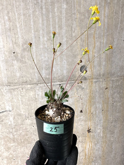 【現品限り】オトンナ ステインコフ【L25】 Othonna sp Steinkopf