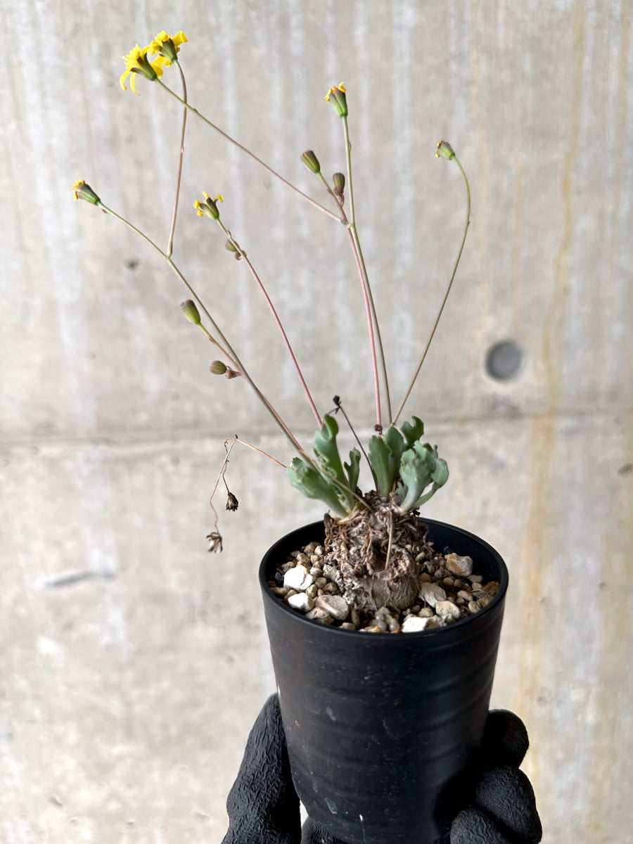 【現品限り】オトンナ ステインコフ【L25】 Othonna sp Steinkopf