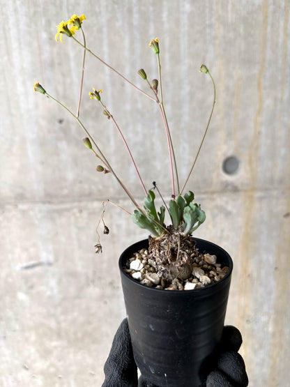 【現品限り】オトンナ ステインコフ【L25】 Othonna sp Steinkopf