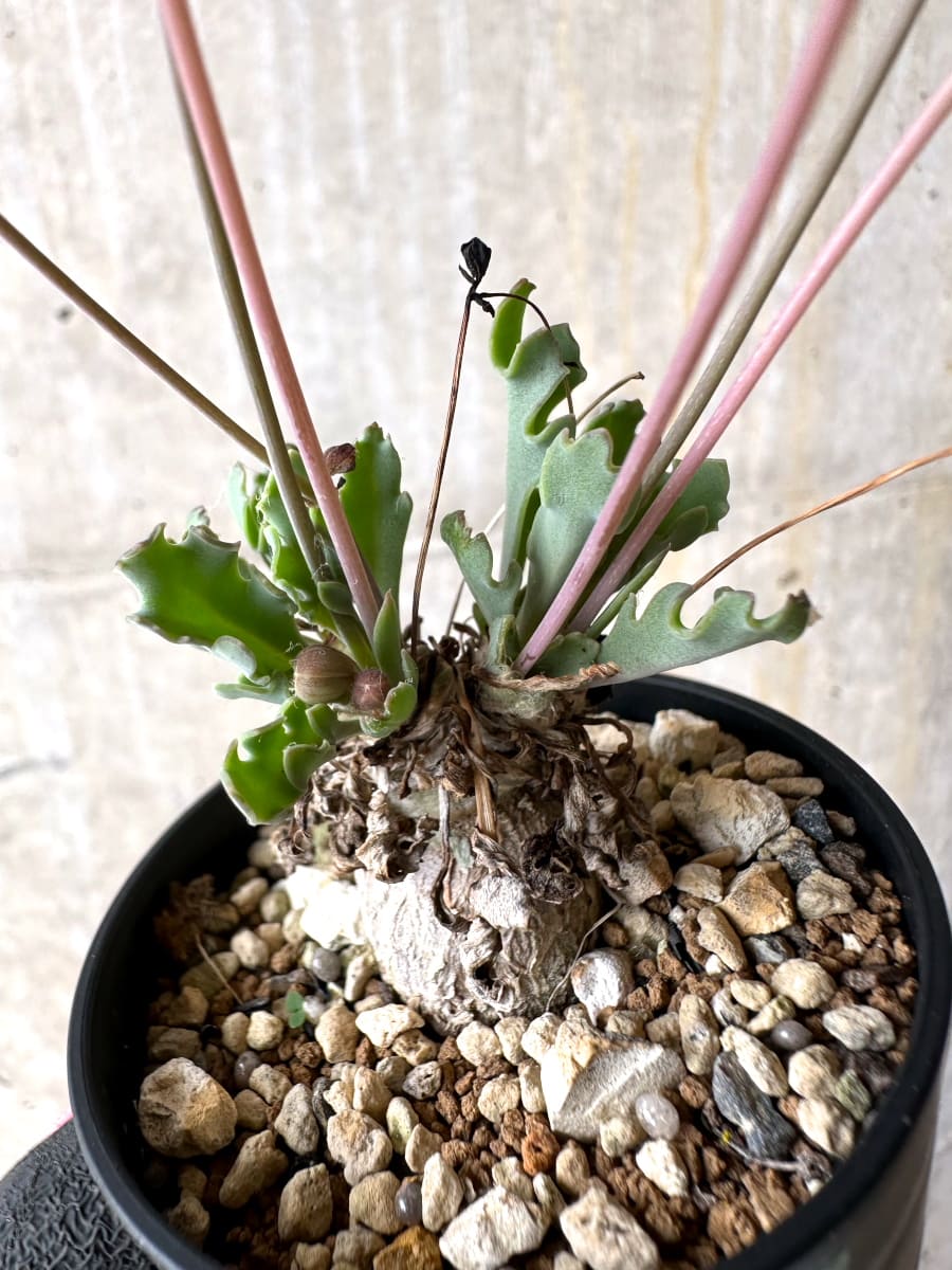 【現品限り】オトンナ ステインコフ【L25】 Othonna sp Steinkopf