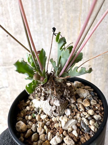 【現品限り】オトンナ ステインコフ【L25】 Othonna sp Steinkopf