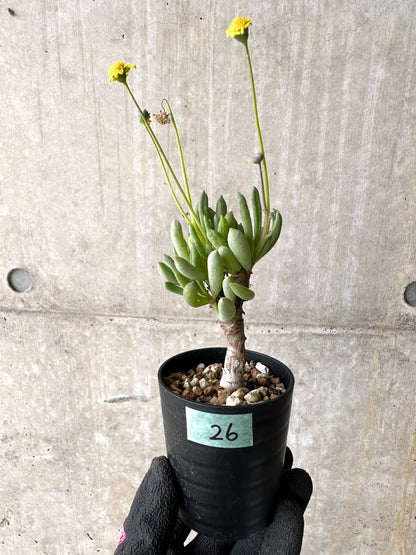 【現品限り】オトンナ・クラビフォリア【L26】 Othonna clavifolia