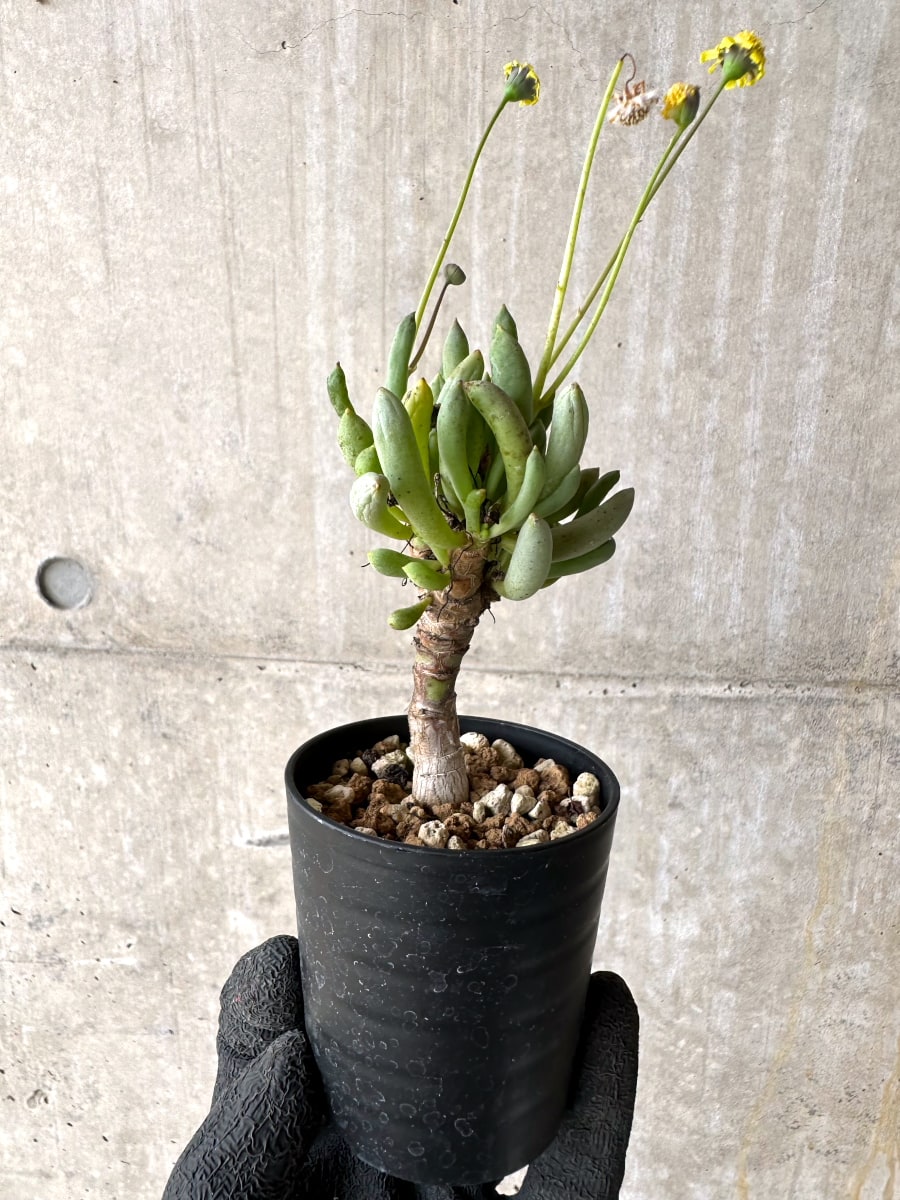 【現品限り】オトンナ・クラビフォリア【L26】 Othonna clavifolia