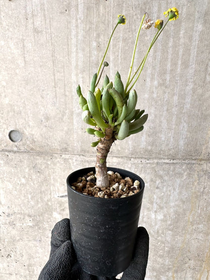 【現品限り】オトンナ・クラビフォリア【L26】 Othonna clavifolia