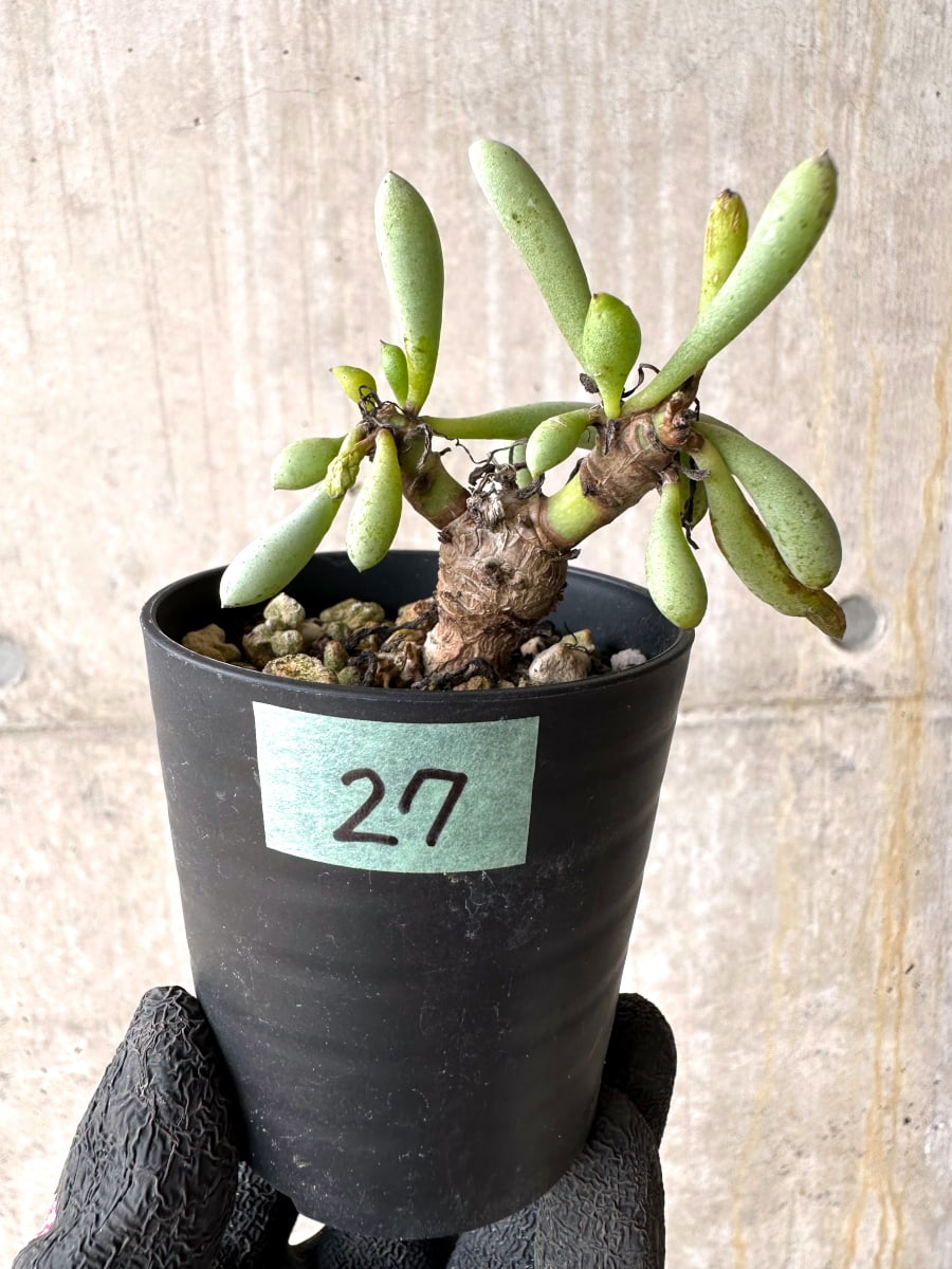 【現品限り】オトンナ・クラビフォリア【L27】 Othonna clavifolia