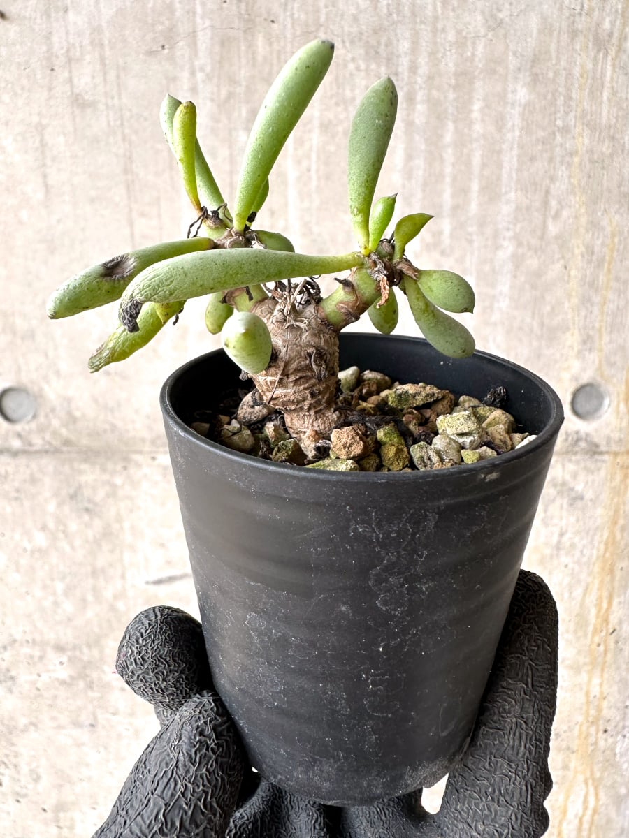 【現品限り】オトンナ・クラビフォリア【L27】 Othonna clavifolia