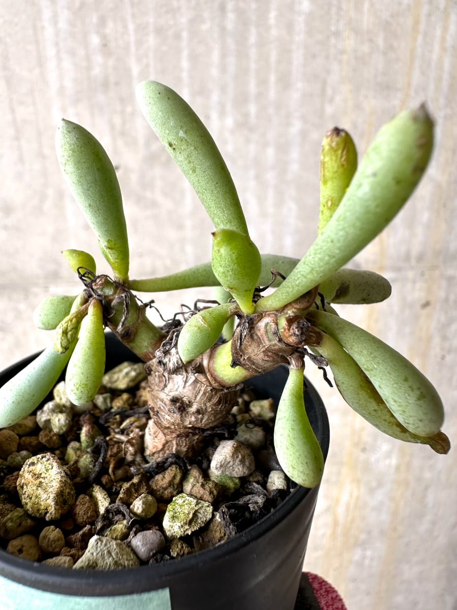 【現品限り】オトンナ・クラビフォリア【L27】 Othonna clavifolia