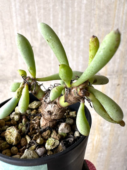 【現品限り】オトンナ・クラビフォリア【L27】 Othonna clavifolia