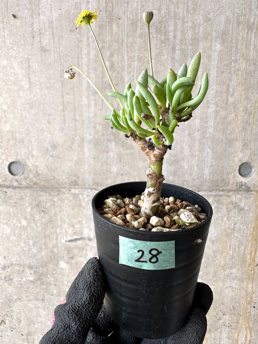 【現品限り】オトンナ・クラビフォリア【L28】 Othonna clavifolia