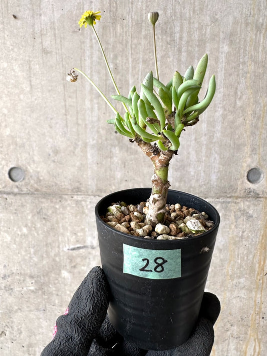 【現品限り】オトンナ・クラビフォリア【L28】 Othonna clavifolia