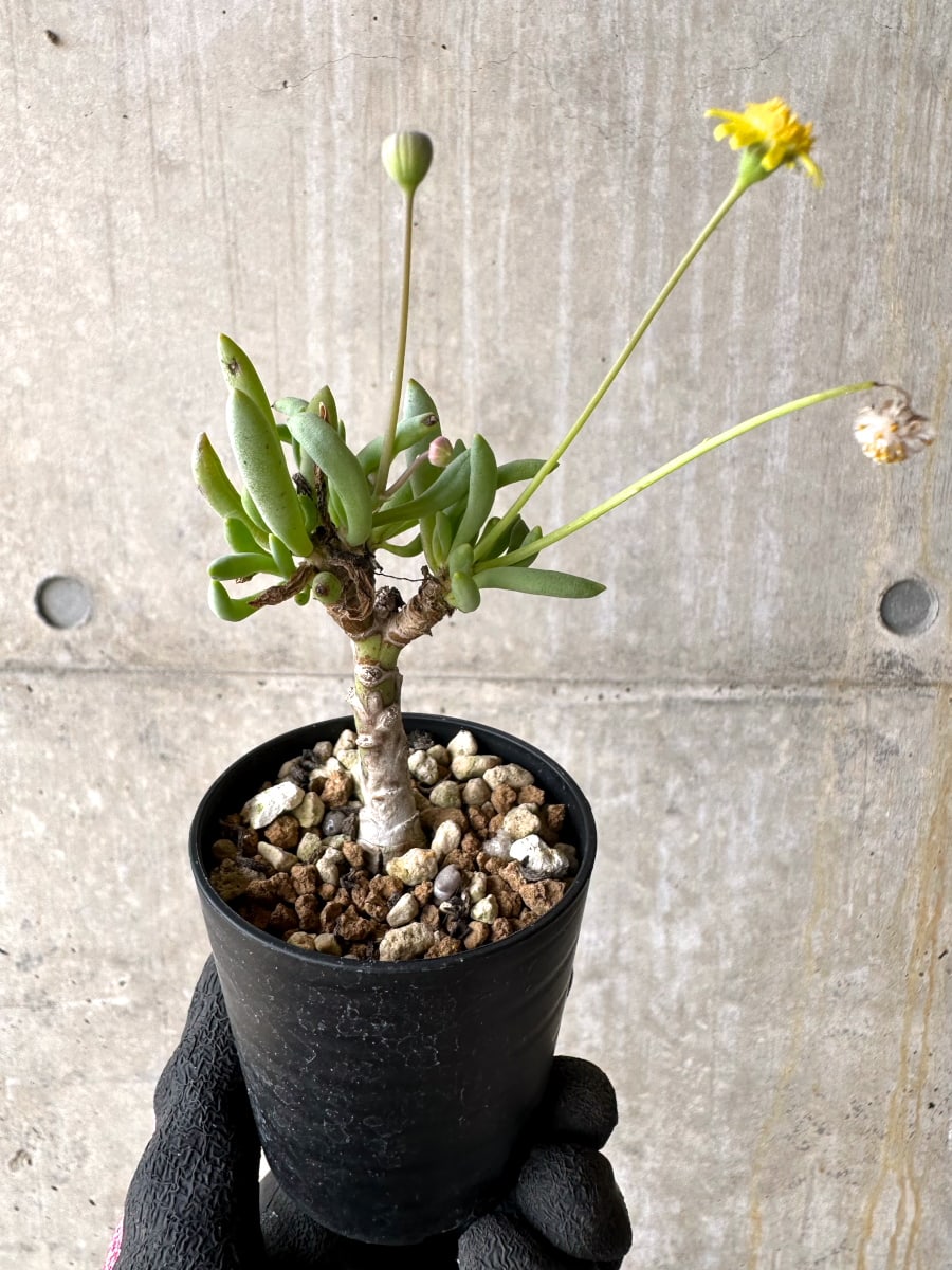 【現品限り】オトンナ・クラビフォリア【L28】 Othonna clavifolia