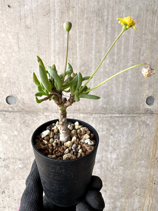 【現品限り】オトンナ・クラビフォリア【L28】 Othonna clavifolia