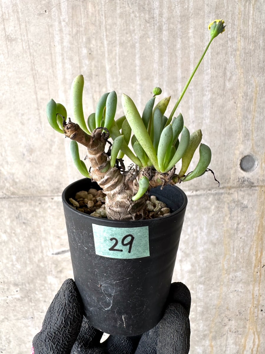 【現品限り】オトンナ・クラビフォリア【L29】 Othonna clavifolia