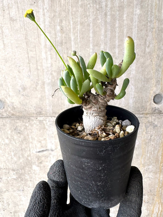 【現品限り】オトンナ・クラビフォリア【L29】 Othonna clavifolia