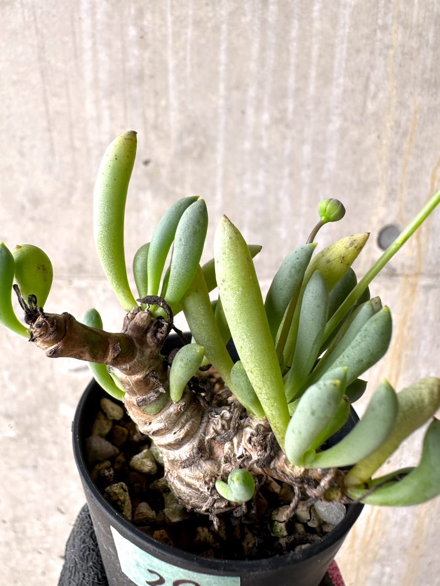 【現品限り】オトンナ・クラビフォリア【L29】 Othonna clavifolia