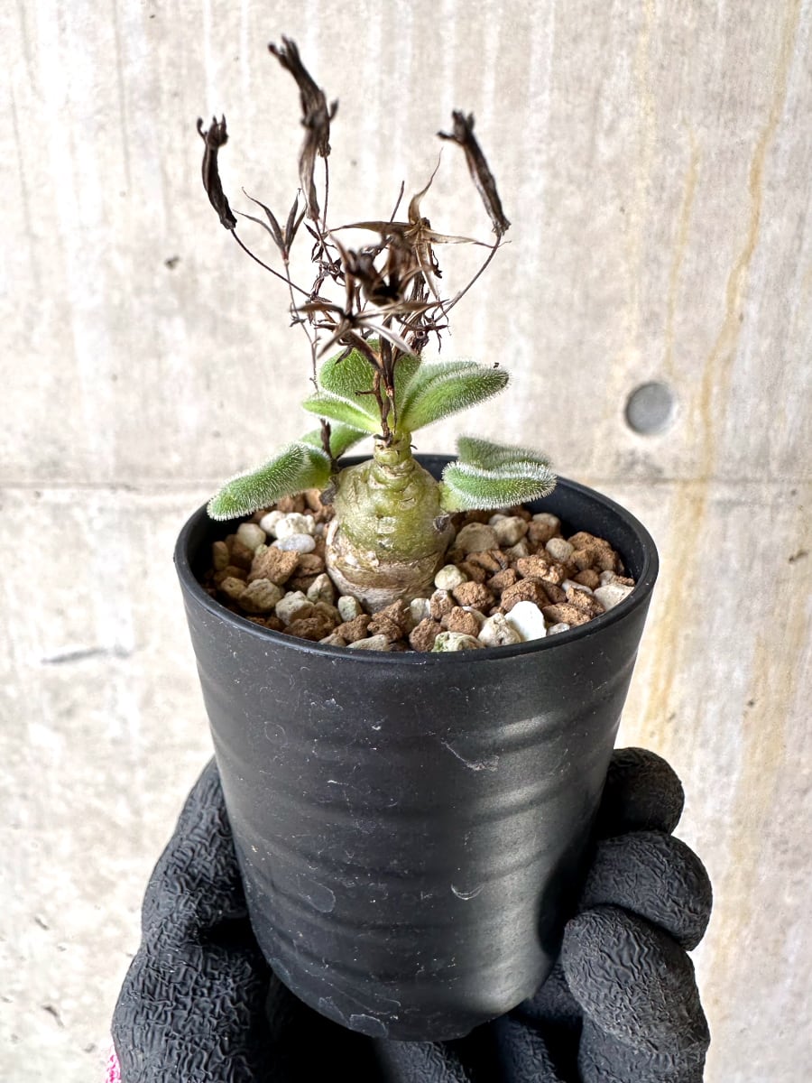 【現品限り】チレコドン・ノルティ【L2】 Tylecodon nolteei