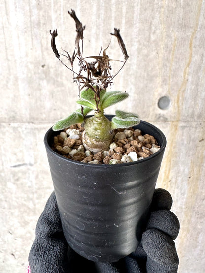 【現品限り】チレコドン・ノルティ【L2】 Tylecodon nolteei