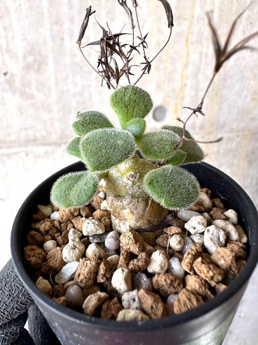 【現品限り】チレコドン・ノルティ【L2】 Tylecodon nolteei