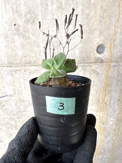 【現品限り】チレコドン・ノルティ【L3】 Tylecodon nolteei