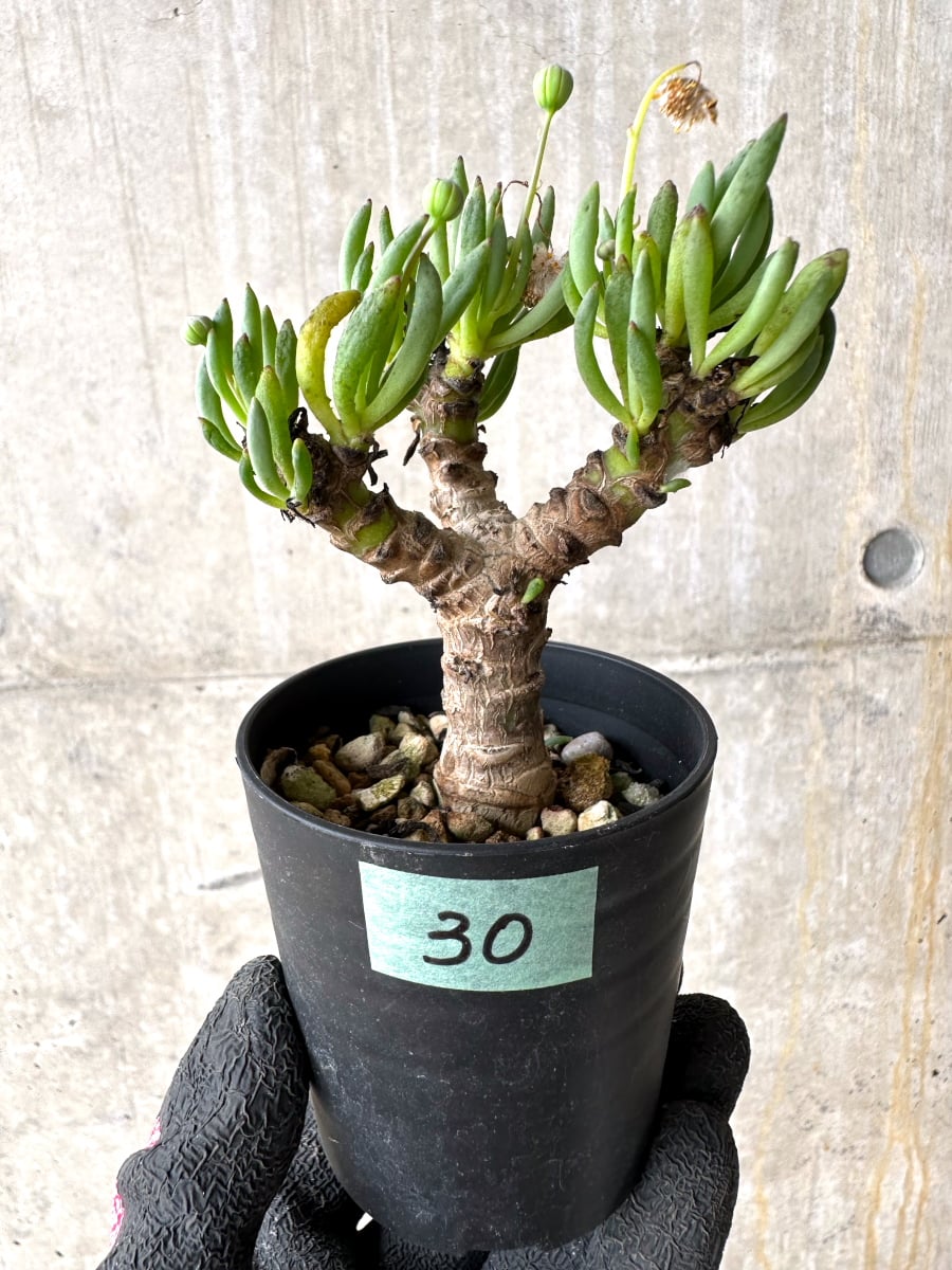 【現品限り】オトンナ・クラビフォリア【L30】 Othonna clavifolia