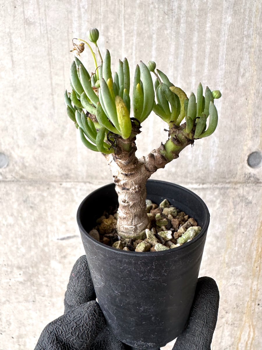【現品限り】オトンナ・クラビフォリア【L30】 Othonna clavifolia
