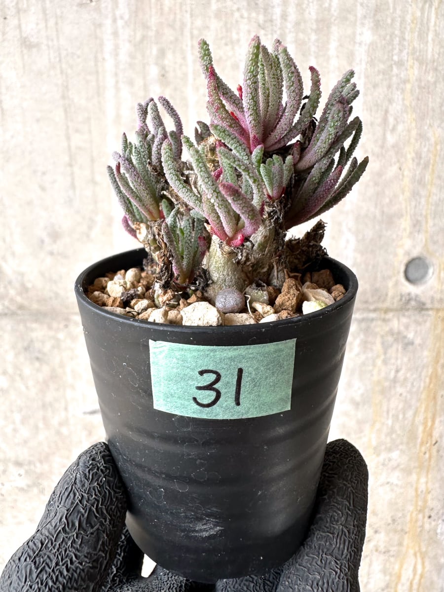 【現品限り】フィロボルス・レスルゲンス【L31】 Phyllobolus resurgens