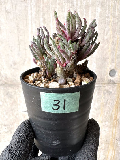 【現品限り】フィロボルス・レスルゲンス【L31】 Phyllobolus resurgens