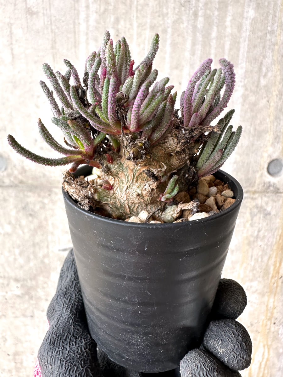 【現品限り】フィロボルス・レスルゲンス【L31】 Phyllobolus resurgens