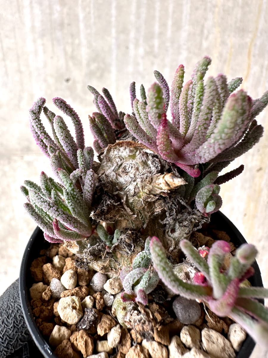 【現品限り】フィロボルス・レスルゲンス【L31】 Phyllobolus resurgens