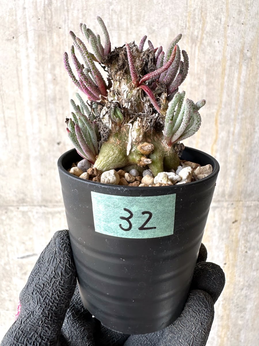 【現品限り】フィロボルス・レスルゲンス【L32】 Phyllobolus resurgens