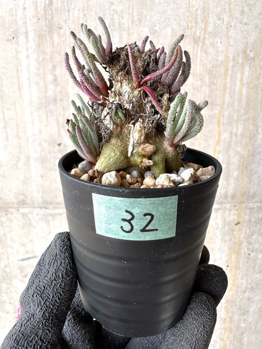 【現品限り】フィロボルス・レスルゲンス【L32】 Phyllobolus resurgens