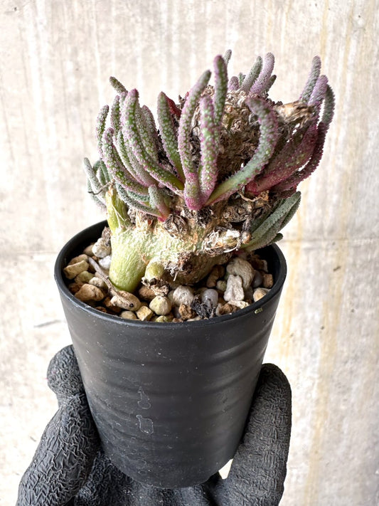 【現品限り】フィロボルス・レスルゲンス【L32】 Phyllobolus resurgens