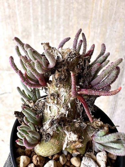 【現品限り】フィロボルス・レスルゲンス【L32】 Phyllobolus resurgens