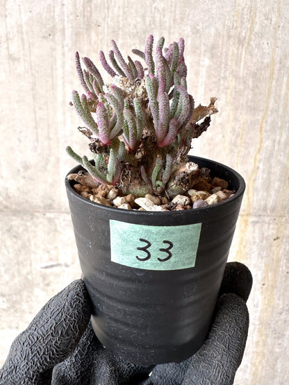 【現品限り】フィロボルス・レスルゲンス【L33】 Phyllobolus resurgens
